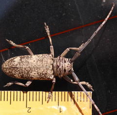 Prosopocera dejeani