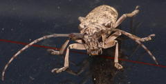 Prosopocera dejeani