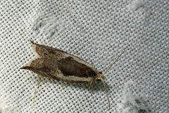 Ancylis sheppardana