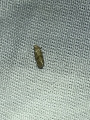 Platphalonidia