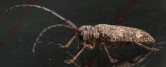 Prosopocera dejeani