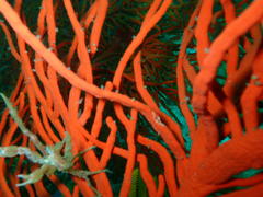 Achaeopsis spinulosa