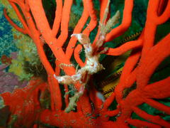 Achaeopsis spinulosa