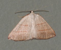 Drepanulatrix bifilata