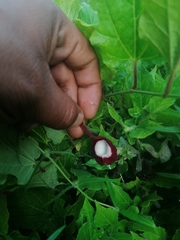 Aristolochia nelsonii