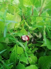 Aristolochia nelsonii