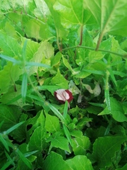 Aristolochia nelsonii