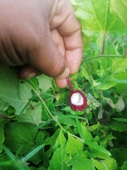 Aristolochia nelsonii