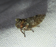 Microcentrus perditus