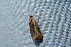 Olethreutes quadrifidum