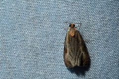 Olethreutes quadrifidum
