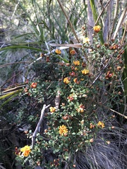 Pultenaea stricta