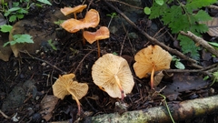 Marasmius cladophyllus