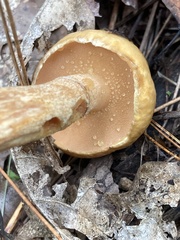 Suillus intermedius