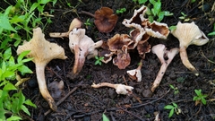 Cantharellus violaceovinosus