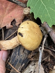 Suillus intermedius