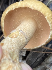 Suillus intermedius
