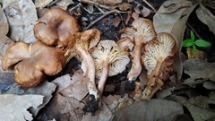 Cantharellus violaceovinosus