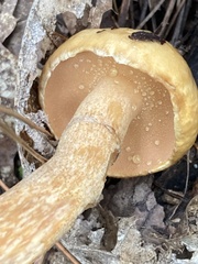 Suillus intermedius