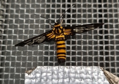 Amata grotei