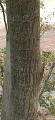 Cenostigma pluviosum