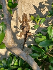 Sceloporus magister