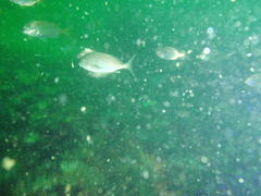 Chirodactylus grandis