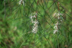 Hakea macraeana