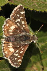 Spialia ferax