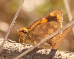 Metisella metis paris