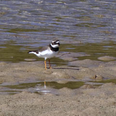 Charadrius hiaticula tundrae