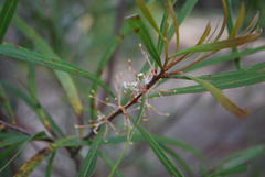 Hakea eriantha