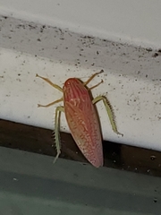 Gyponana gladia