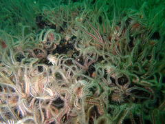Chalaroderma ocellata