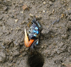 Tubuca coarctata