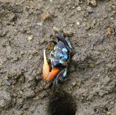 Tubuca coarctata