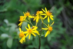 Senecio lugens