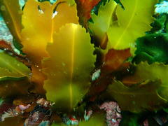 Anthophycus longifolius