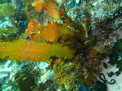 Anthophycus longifolius