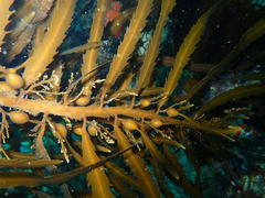 Anthophycus longifolius