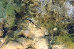 Pugnaso curtirostris