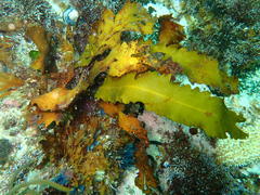 Anthophycus longifolius