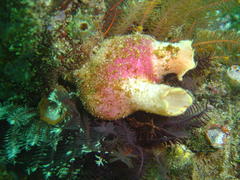 Ascidia incrassata
