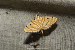 Notarcha tigrina