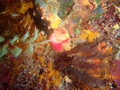 Ascidia incrassata