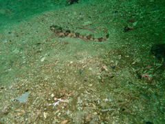 Haploblepharus pictus