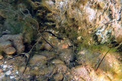 Pugnaso curtirostris