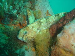 Parablennius cornutus