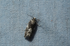 Gypsonoma adjuncta
