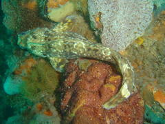 Parablennius cornutus